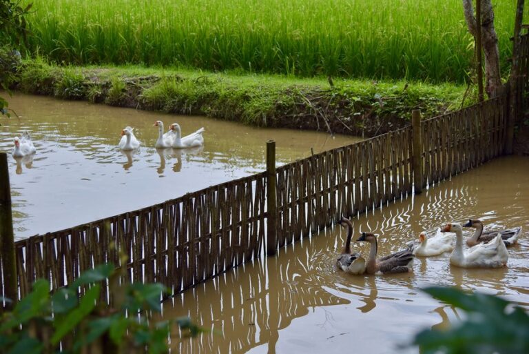 ahsa framstay 10 768x513