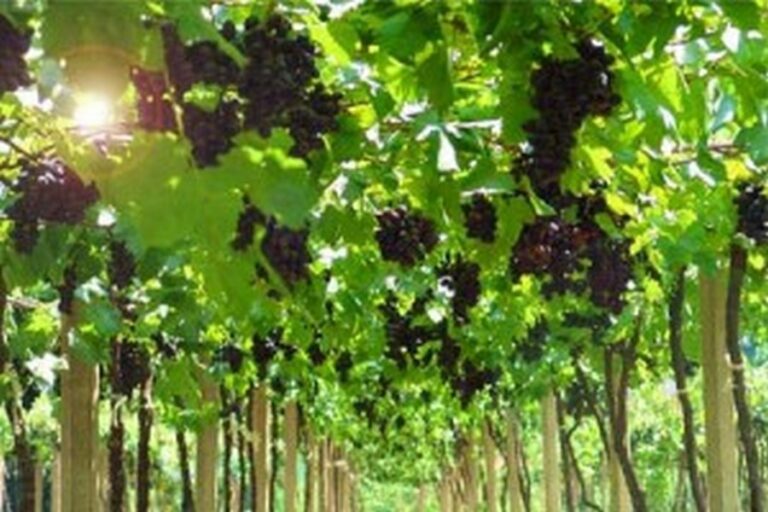 baan phu luang 02 768x512