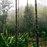 banaimong 01 150x150