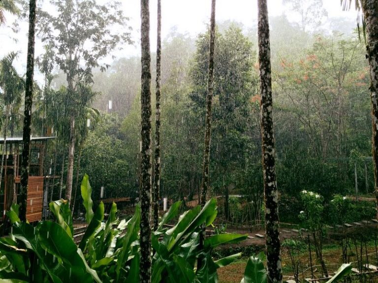 banaimong 01 768x576