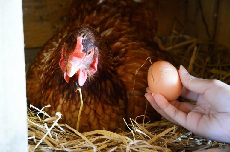 cool living 07 768x509