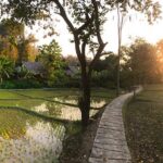 fern resort 04 150x150