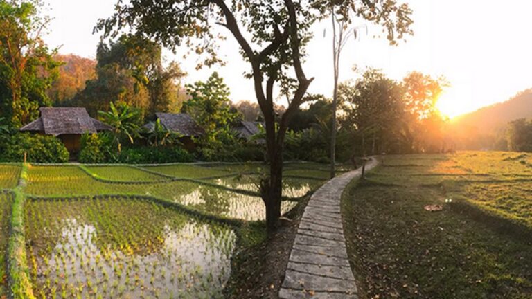 fern resort 04 768x432