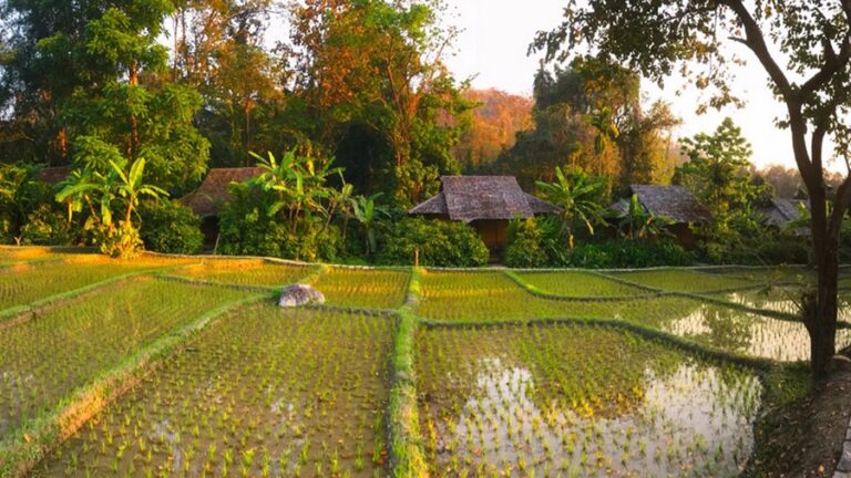 fern resort 07 768x432