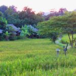 fern resort 21 150x150