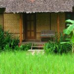 fern resort 23 150x150