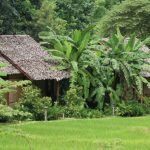 fern resort 26 150x150