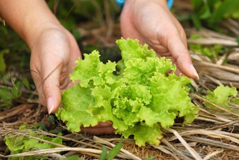 phunacome 11 768x514