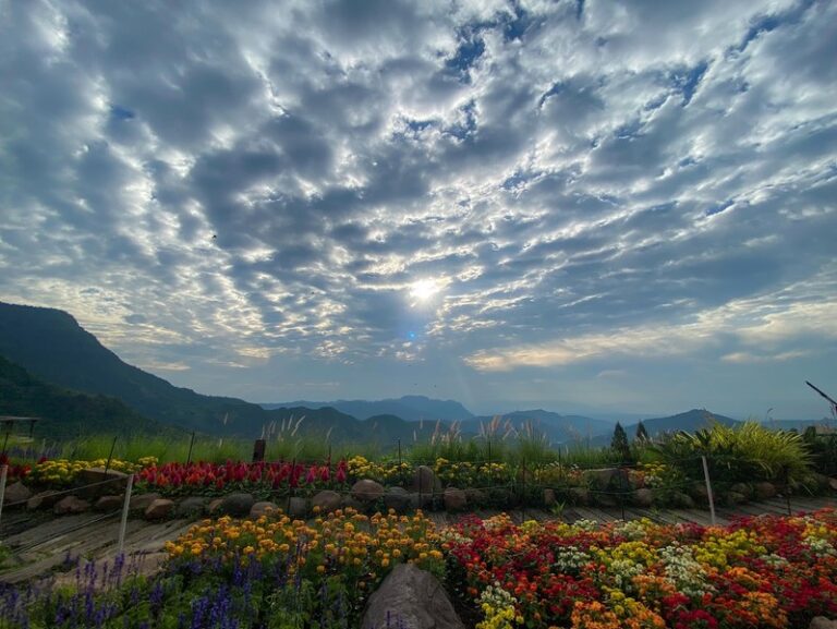 pino latte 07 768x577