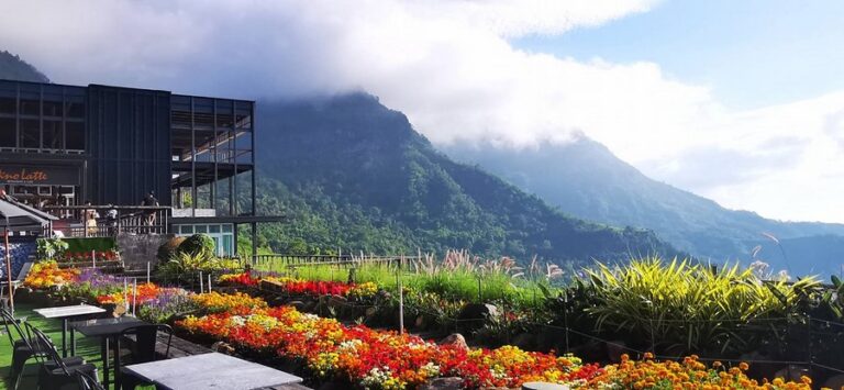 pino latte 09 768x355