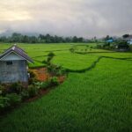 vieng pua 01 150x150
