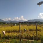 vieng pua 08 150x150
