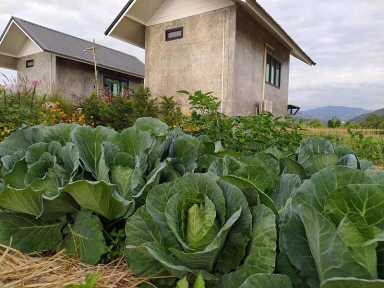 vieng pua 11 768x576