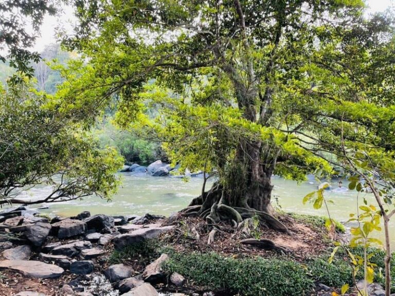 wanathara 21 768x576