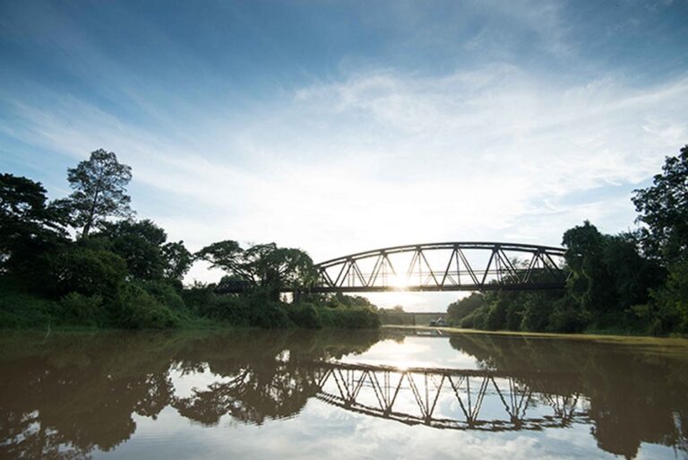 wishing tree 03 768x513
