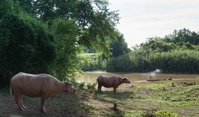 wishing tree 04 768x451