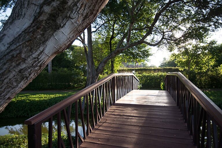 wishing tree 06 768x513