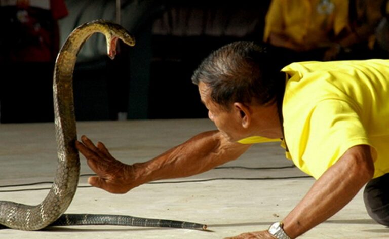 wishing tree 10 768x472