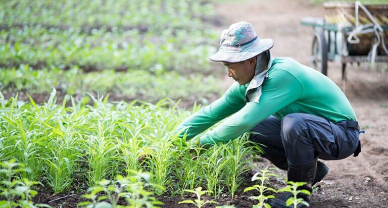 wishing tree 11 768x412
