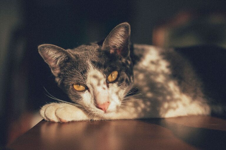 Plursukjai Cafe11 768x512