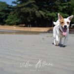 villa allure02 150x150