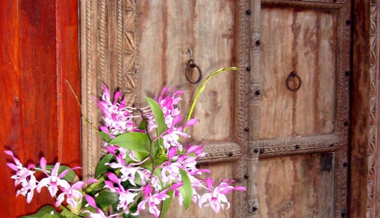 green gecko 08 768x441