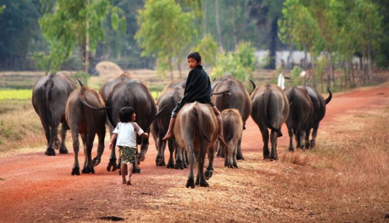 green gecko 09 768x441