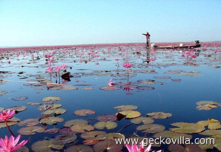 green gecko 14 768x529